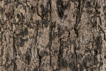 Brown bark skin
