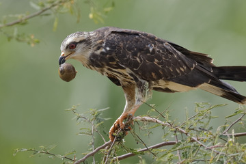 Female Snail Kite  Eating an Apple Snail - Panama
