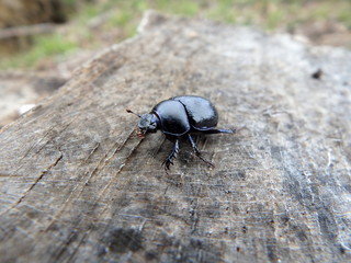 scarab ,(Geotrupes stercorarius)beetle, bug,