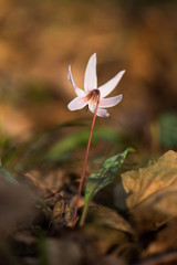 Obraz premium Dente di Cane