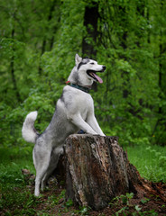 Obraz premium gray husky dog breed from the old stump