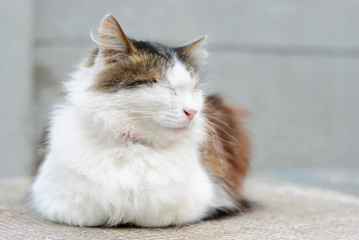 Very calm pleased with oneself domestic cat
