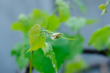 A macro photograph of a green vine leaves