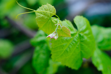 A macro photograph of a green vine leaf