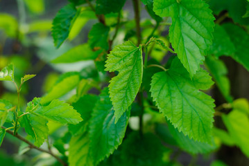 A macro photograph of a green leaves