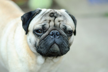 Fototapeta premium good-looking domestic dog with squint eyes