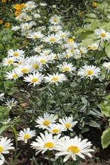 Obraz premium A white daisy grows in a summer flower bed in the park.