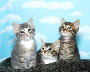 Three tabby kittens sitting on a black and gray bed, blue background with clouds. Kittens looking up