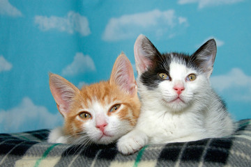 Fototapeta na wymiar Two 8 week old kittens on a checkered blanket with blue background white clouds. Orange and white short haired tabby black and white short haired tabby. Tired sleepy kitties.