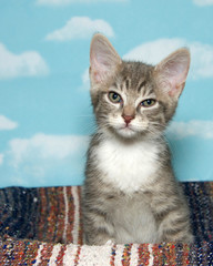 Gray and white stripped tabby kitten sitting on a stripped blanket blue background with white clouds. Vertical presentation