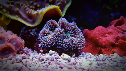 Ricordea Mushroom Coral