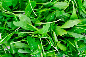 Fresh Green Arugula
