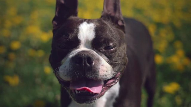 Cute Boston Terrier Puppy Dog Panting on Hot Day