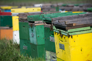 Fototapeta na wymiar Horizontal close up of green and yellow beehives