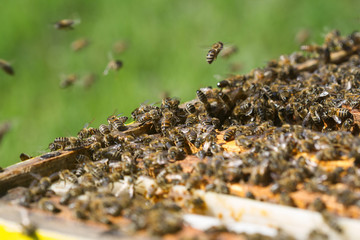Horizontal close up of honey bees flying