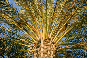 View of phoenix palm over blue sunny sky
