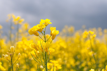 Blooming canola closeup