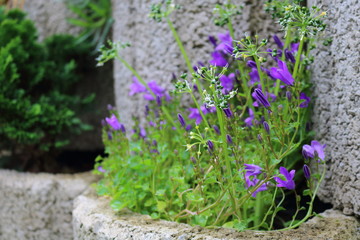 Campanula Glockenblume