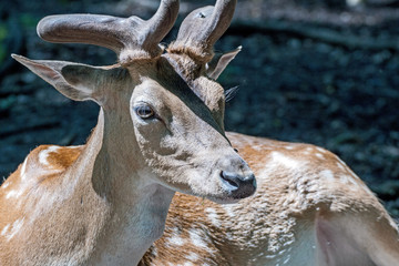 Hirsch