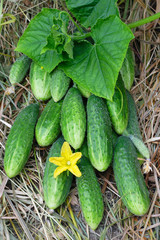 Harvest of cucumbers on hay