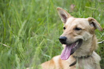 funny dog in the grass