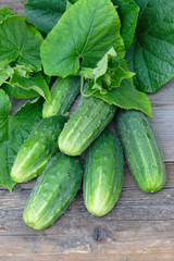Harvest of cucumbers on old timber