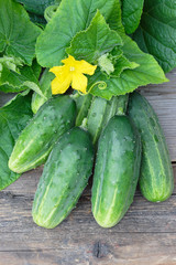 Harvest of cucumbers on old timber