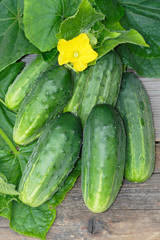 Harvest of cucumbers on old timber