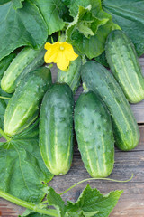 Harvest of cucumbers on old timber