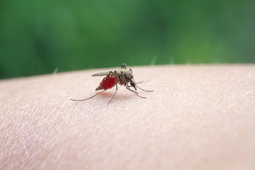 insect mosquito drinks the blood from his hands with a thin proboscis