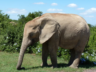 Fototapeta na wymiar Dziki słoń na safari