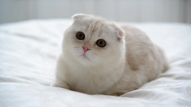 Beige Scottish Fold kitten 7 month lay back on couch