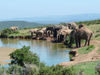 Słonie przy wodopoju na safari © gregoryfish