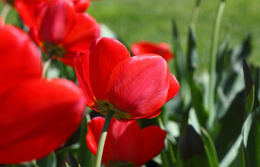 bright red tulips on the background bokeh
