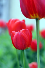 bright red tulips on the background bokeh