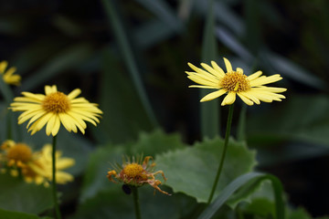 small yellow flowers on the background bokeh