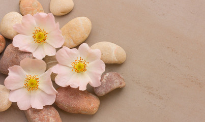 three pink flower wild rose on pebbles on a gray background, with space for posting information. Spa stones treatment scene, zen like concepts. Flat lay, top view