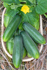 Harvest of cucumbers on hay