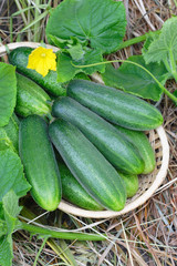 Cucumbers on hay