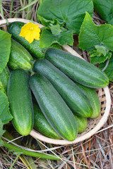 Cucumbers on hay