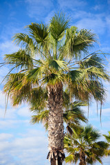 Obraz premium View of palm tree leaves over blue sunny sky