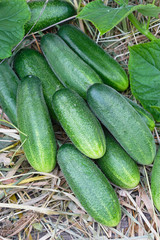 Harvest of cucumbers on hay