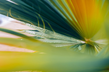 Abstract close up of tropical exotic green palm tree leaf