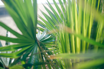 Obraz na płótnie Canvas Closeup on beautiful tropical leaves in sunlight