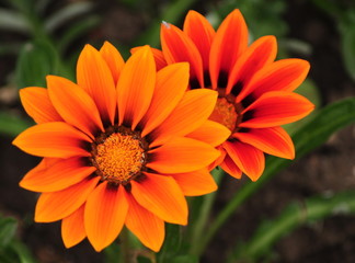 Orange flowers in the park