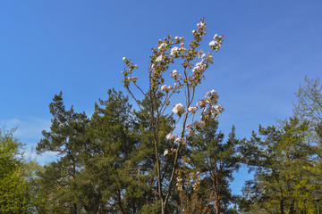сакура расцвела в городском парке