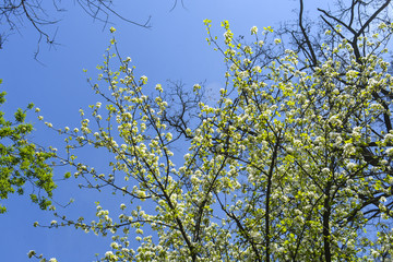 дерево груша расцвело в городском парке