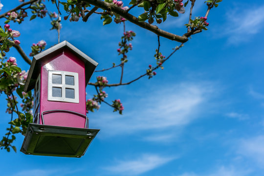 Bird feeder house in blooming flowering apple tree, blue sky springtime. 