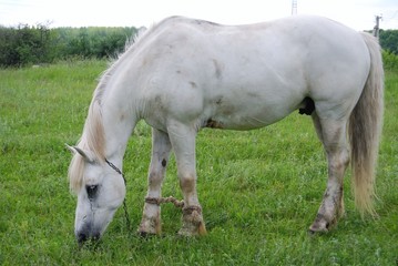 Obraz na płótnie Canvas конь белый