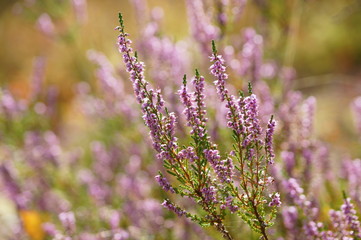Obraz premium Common heather (calluna vulgaris). Small honey forest plant and ornamental garden plant.